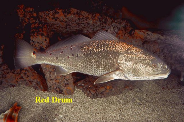 redfish-1.jpg