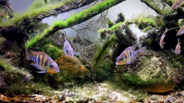 best substrate for cichlid aquarium