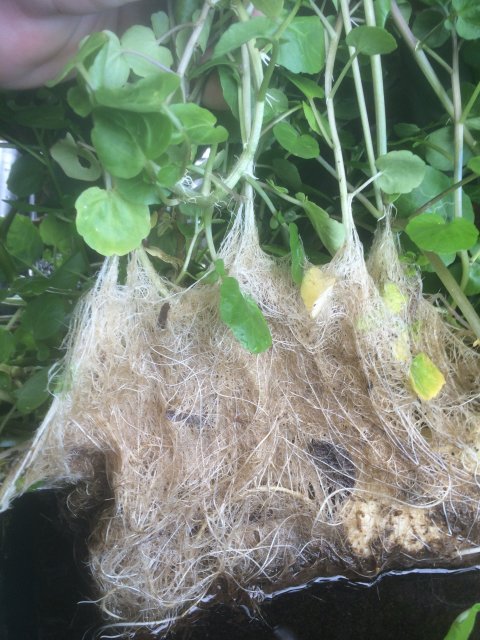 IMG_3911.JPG IMG_3911.JPG