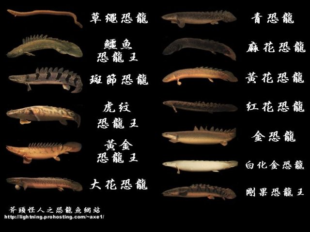 Bichir Species Chart