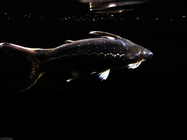 32635461915_bb1ae72515_b#2.jpg