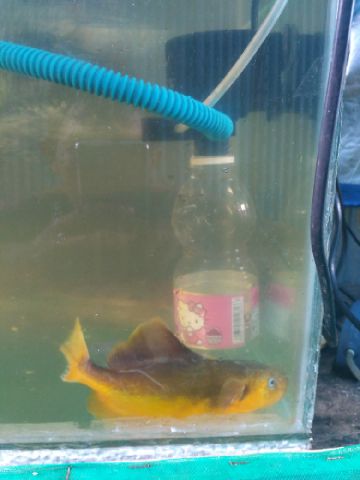 WhatsApp Image 2017-02-01 at 11.39.27 AM.jpeg