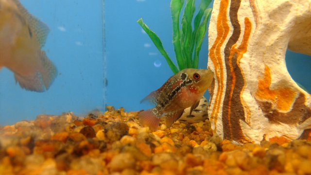 Piranha petsmart best sale