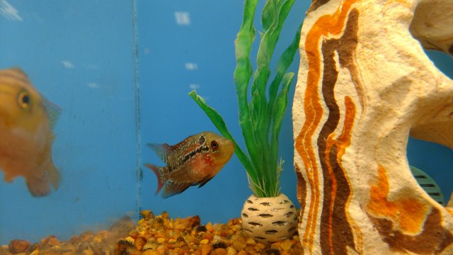 Petsmart discus sales