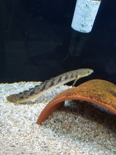 polypterus ansorgii.jpg