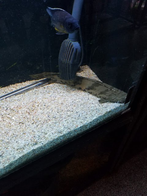 Polypterus endlicheri endlicheri.jpg