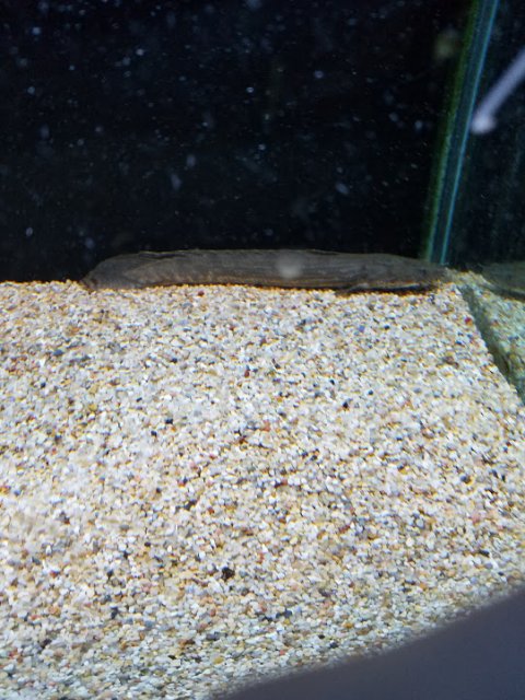 polypterus lapradei 'guinea'.jpg