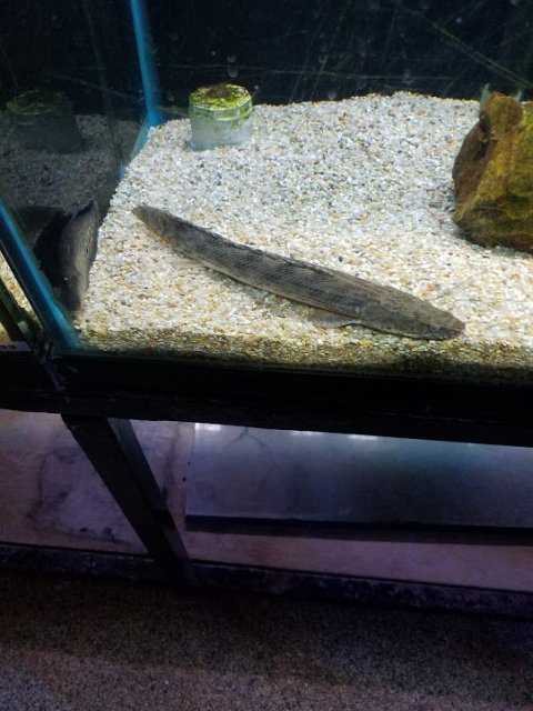 Polypterus palmas palmas.jpg