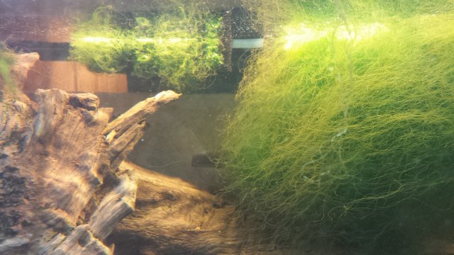 1486172271559.jpg 1486172271559.jpg