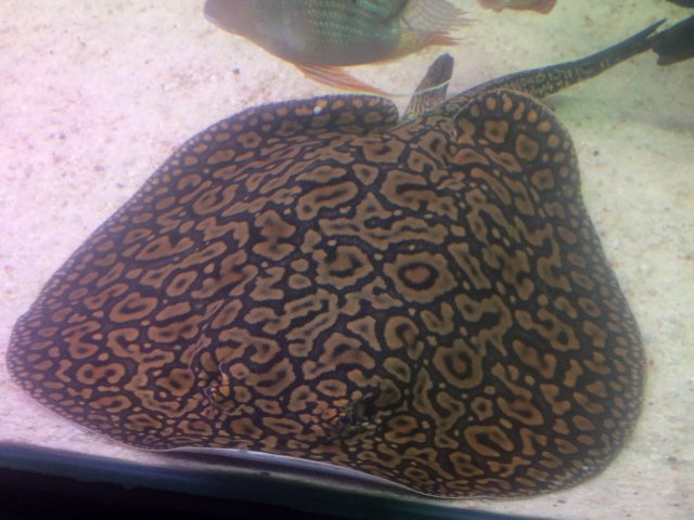 041 ray.JPG 041 ray.JPG