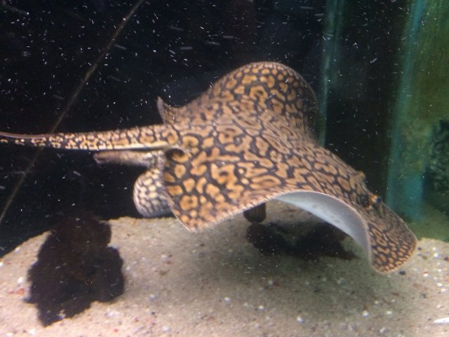 010 ray swim.JPG 010 ray swim.JPG