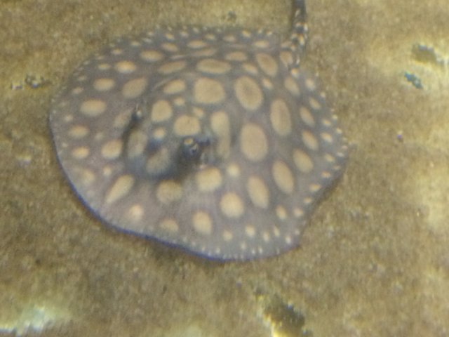 035 big spots.JPG