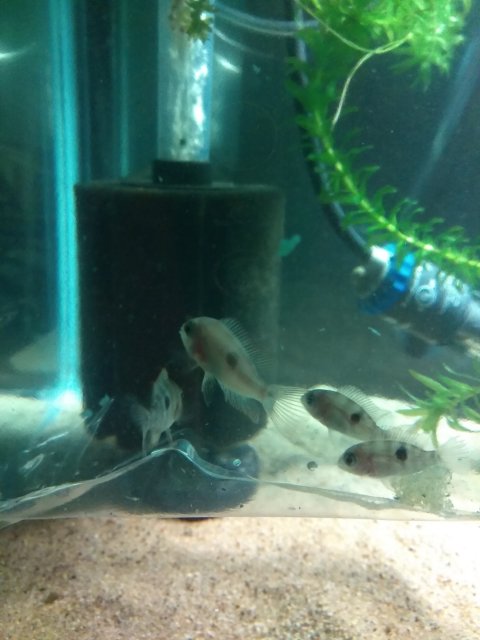 IMG_20170205_003519.jpg IMG_20170205_003519.jpg