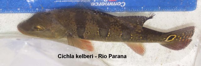 kelb.parana2.jpg