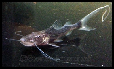 IMG_1061.JPG
