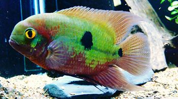 13690718_10154328280657451_275765806004217389_n.jpg 13690718_10154328280657451_275765806004217389_n.jpg