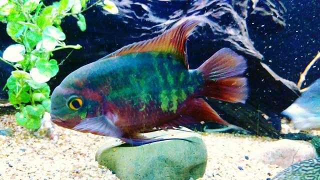 13934943_10154457891957451_905327876444983295_n.jpg 13934943_10154457891957451_905327876444983295_n.jpg