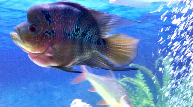 IMG_2947.JPG IMG_2947.JPG