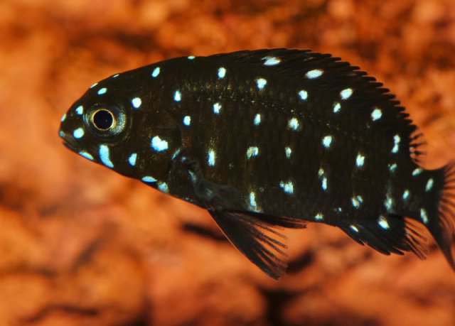 IMG_4254b-1.jpg IMG_4254b-1.jpg