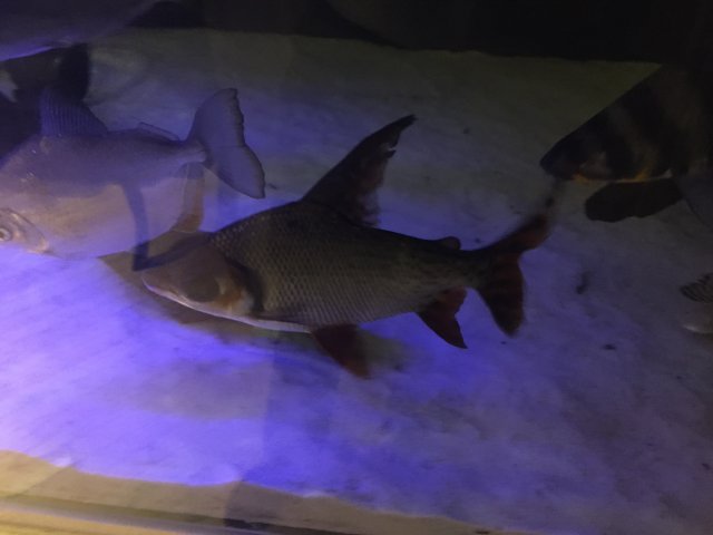IMG_1603.JPG IMG_1603.JPG