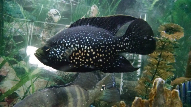 IMG_20170211_162122399.jpg