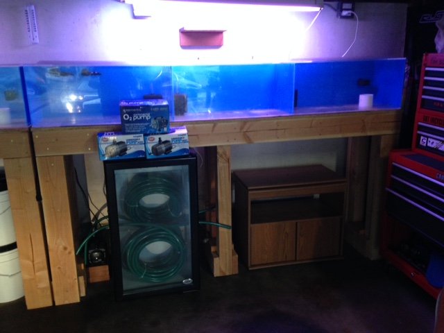 fishtank1.JPG fishtank1.JPG