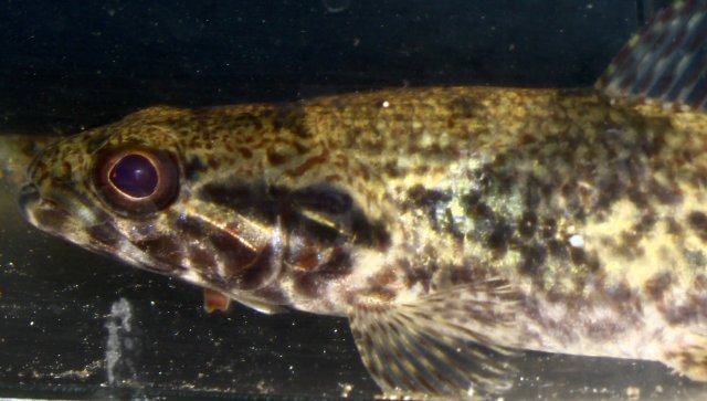 IMG_9849.jpg IMG_9849.jpg