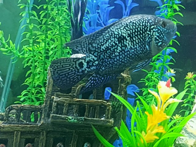 Blue JD.jpg Blue JD.jpg