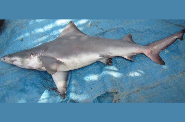 image.jpeg image.jpeg