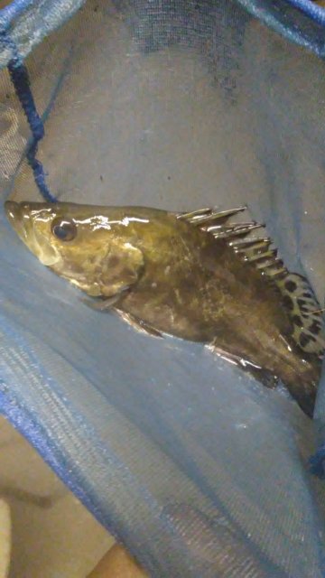 20170213_224345.jpg 20170213_224345.jpg