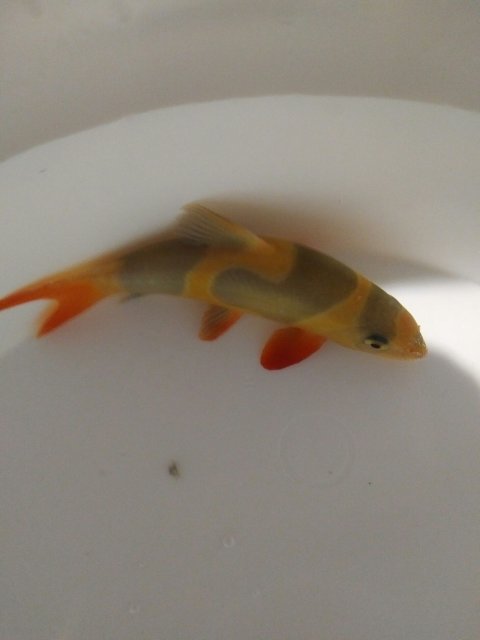 Clown Loach-Oddball.jpg