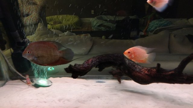 IMG_20170111_074947871.jpg