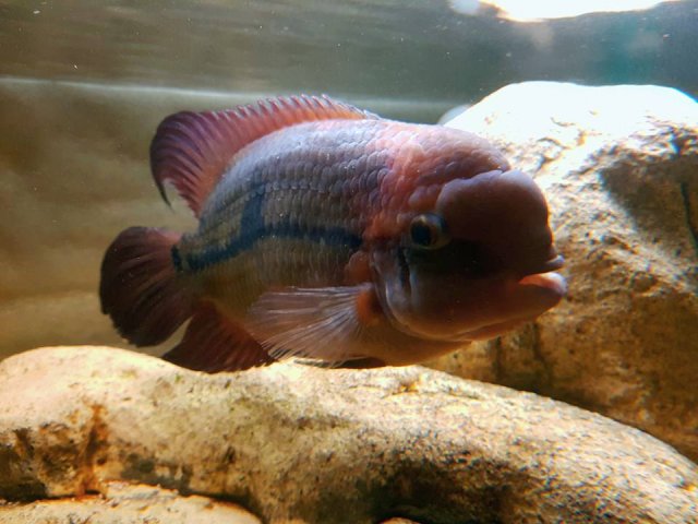 Chocolate cichlid deals