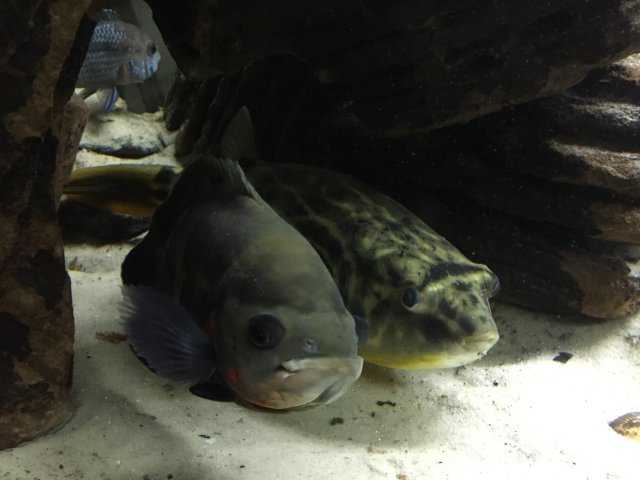 IMG_3874.JPG