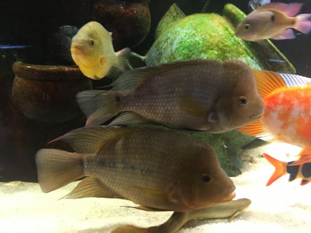 Amarillo and Barred Midas 2-16-2017.JPG