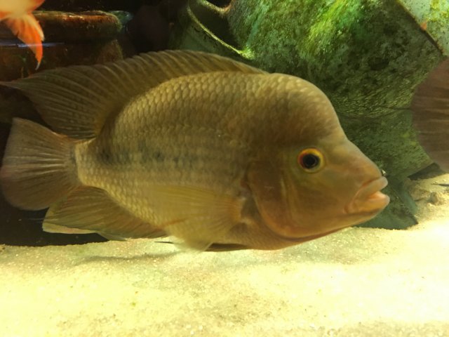 Barred Midas 1 2-16-2017.JPG
