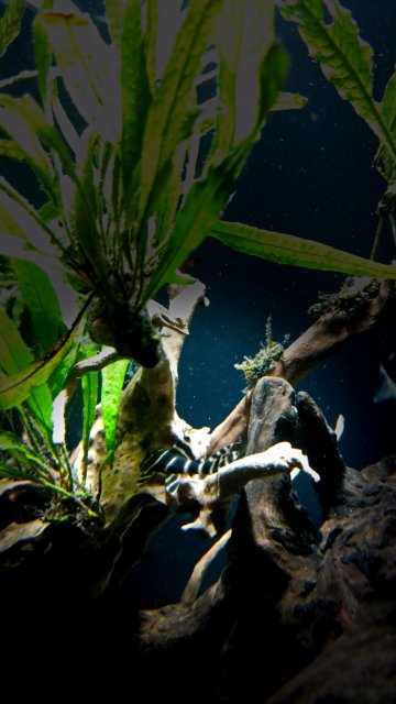 L204 Pleco.jpg