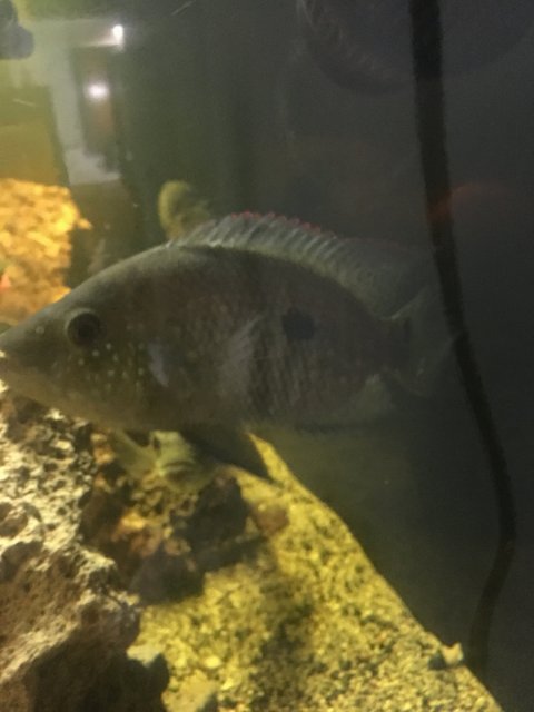 IMG_3339.JPG IMG_3339.JPG