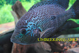 images (1).jpg images (1).jpg