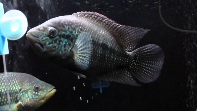 maxresdefault (1).jpg maxresdefault (1).jpg