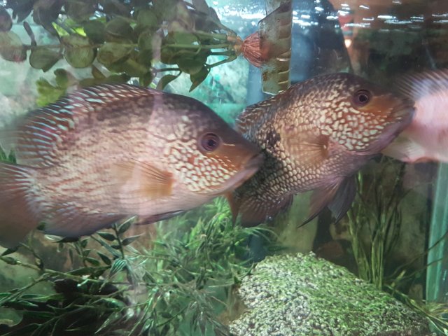 20170216_190409.jpg 20170216_190409.jpg