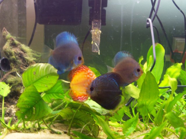 discus school.jpg