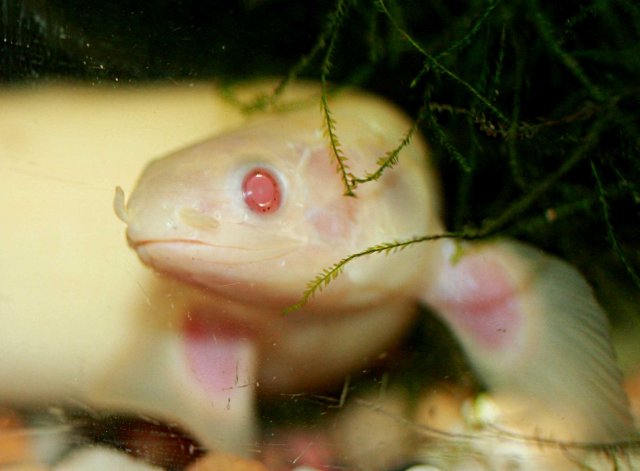 honey bichir.jpg