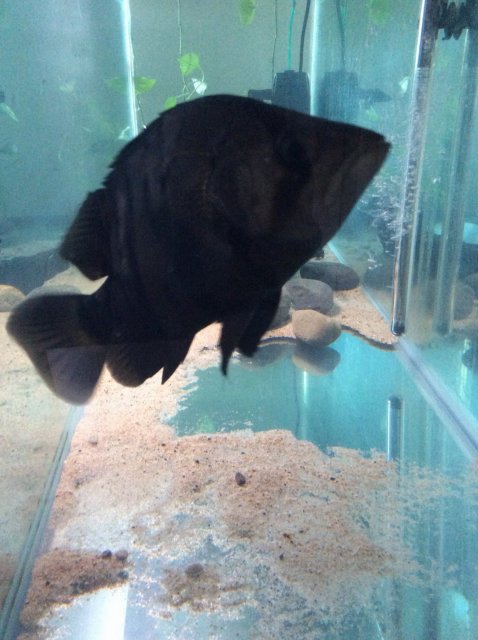 IMG_1793.JPG IMG_1793.JPG