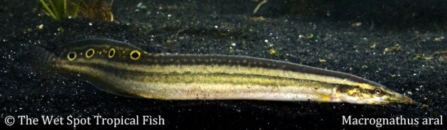 Macrognathus aral “Indian Striped Peacock Eel”.jpg