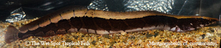 Python Eel Macrognathus tapirus.jpg
