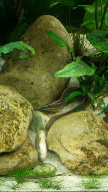 Eel Pic 2.jpg