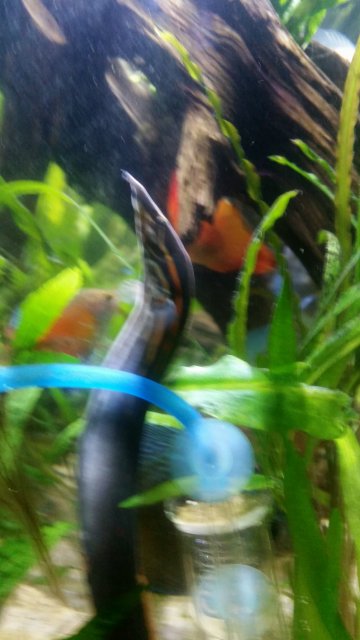 Eel Pic 4.jpg