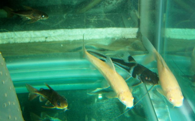 Luciobarbus 5.JPG Luciobarbus 5.JPG