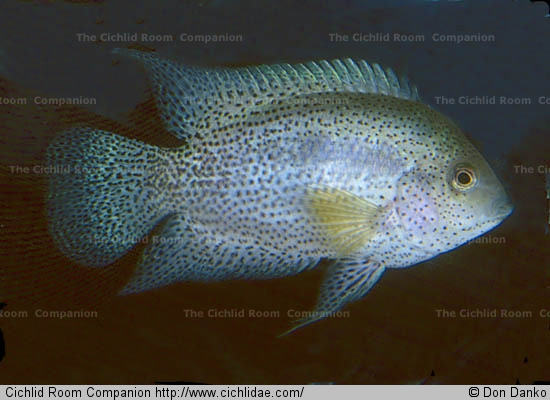 Cichlidae Spino.png